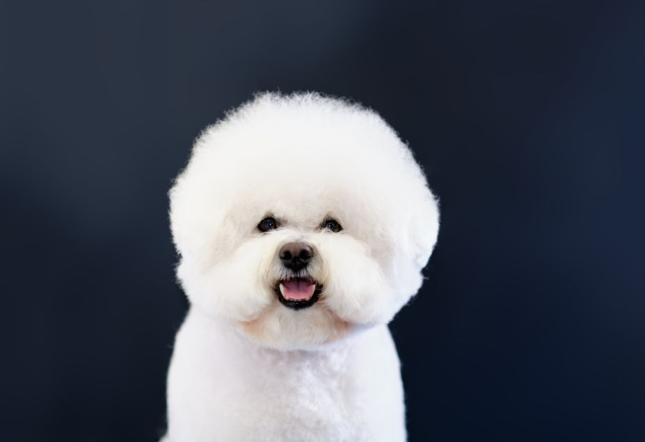 HOW TO GROOM A BICHON FRISE
